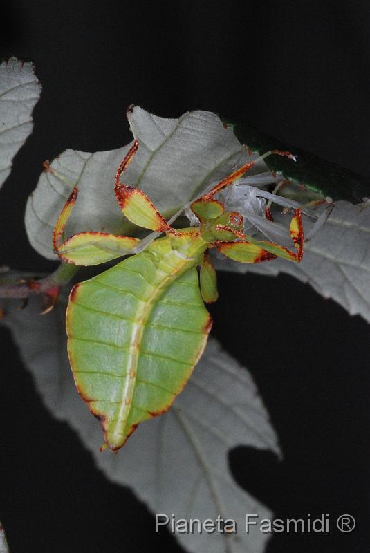 Phyllium siccifolium L3 03.JPG